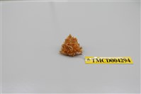 藏品(帶刺併額蟹)的圖片